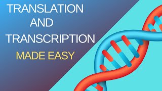 Basic Steps of Translation and Transcription [upl. by Bluh377]