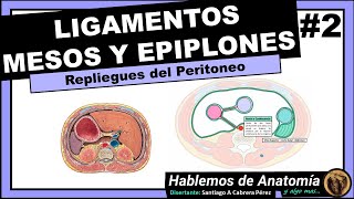 🔴 ANATOMIA👉 LIGAMENTO MESO EPIPLON Y FASCIA🟩 PERITONEO 🟪 [upl. by Meekah16]