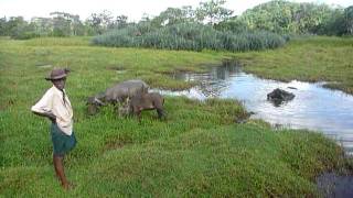 Sri Lankaශ්‍රී ලංකාCeylonWater Buffalo Baby [upl. by Teodorico]