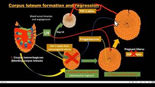 corpus luteum formation and regression [upl. by Magee]