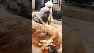 Caucasian Ovcharka dog breed gentle giants beautifuldogs caucasianovcharka caucasianshepherddog [upl. by Enait]