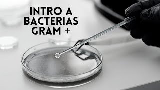 Introduccion a las Bacterias GRAM POSITIVAS  MICRO CON LUA [upl. by Vanny456]