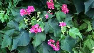 Dombeya wallichii Tropical Hydrangea Pinkball flower [upl. by Eciram]