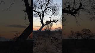 Hyenas chase Lioness into a tree [upl. by Gardner]