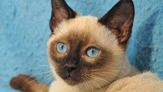 Animal Planet  Cats 101  Tonkinese [upl. by Rozella617]