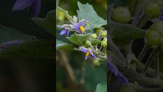 Solanum indicum Natures Hidden Gem shorts solanum PlantsWorld [upl. by Zelda]