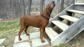 Redbone Coonhound Howling [upl. by Ahsikrats829]