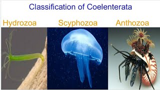 Classification of Coelenterata [upl. by Dwinnell]