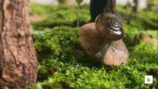 MindBlowing Facts About Snails You Never Knew [upl. by Yerga]