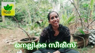 Nellikka series villagestyle കരിനെല്ലിക്ക തേൻനെല്ലിക്ക നെല്ലിക്കഅച്ചാർ നെല്ലിക്കചമ്മന്തി [upl. by Sollars272]