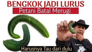 HANYA SATU DARI 1000 PETANI YANG TAU OBATNYA PENYAKIT BUAH KERDIL amp MELENGKUNG [upl. by Shirley]