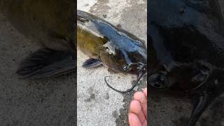 Small hook BIG FISH catfish fishing fish new youtubeshorts jesus reelsshortsshortfypfy [upl. by Mixie53]