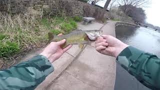 NAPERVILLE RIVERWALK FISHING FOR BIG SMALLMOUTH [upl. by Kosiur]