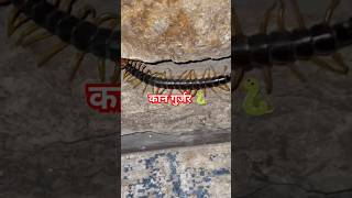 कान गुर्जर 🐍 insects scolopendra animals bug wildlife nature creepycrawly kingcobra cobras [upl. by Enwahs302]