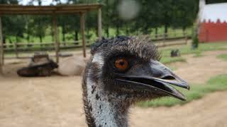 Emu Bird Stock Footage Video [upl. by Trinatte]