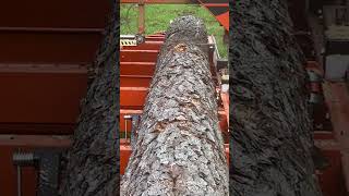 Wood mizer milling 16ft loblolly pine part2 [upl. by Anitrak959]