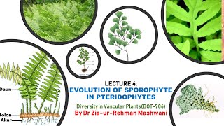 Lecture 4 Evolution of Sporophyte in Pteridophytes [upl. by Helen]