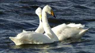 Whooper Swan Bird Call Bird Song [upl. by Redla]