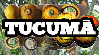 TUCUMÃƒ  OS BENEFÃCIOS DO TUCUMÃƒ PARA A SAÃšDE FRUTA MUITO CONSUMIDA NO AMAZONAS E NO PARÃ [upl. by Fregger]