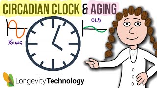 Circadian rhythms and aging [upl. by Enilrem]