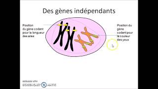 Brassage chromosomique et gènes indépendants [upl. by Maura666]