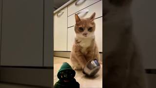 Cats bowl😂 funny funnyanimals funnyshorts shorts short wooppseytv [upl. by Acebber925]