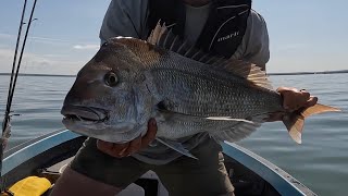 CORINELLA SNAPPER COMP  PART 2  STORMS SNAPPER ELEPHANTS AND BITE OFFS [upl. by Goerke281]