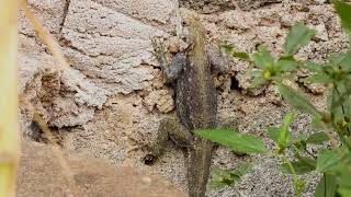 Agama Lizard  Goromondo   Short video  Bird Photography  Wildlife Animals  Our Planet Earth [upl. by Chemush]