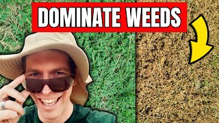 Weed Killer Challenge  4 Products to Kill Weeds Without Killing the Grass [upl. by Malamud582]