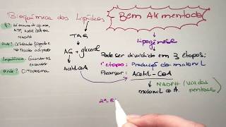 Metabolismo dos lipídeos Jejum e Bem alimentado  Bioquímica [upl. by Semmes163]