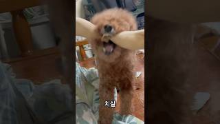 치실사용법 강아지 고양이 강아지브이로그 브이로그 강아지일상 cute 반려견 cutedog [upl. by Nitsirk]