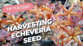 HARVESTING ECHEVERIA SEED 🌱 [upl. by Freud]