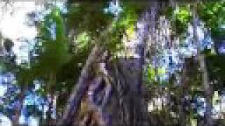 Kgari Explorer Tours  Fraser Island Tours  Strangler Fig [upl. by Nho611]