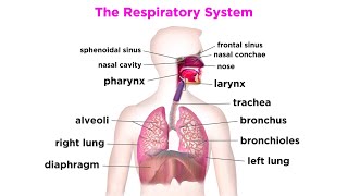 The Respiratory System [upl. by Enyleve]