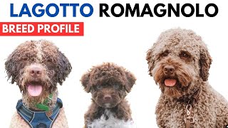 Lagotto Romagnolo Breed Profile History  Price  Traits  Lagotto Romagnolo Grooming Needs [upl. by Warfore]