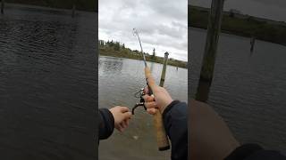 Stocked trout fishing big rainbow trout fishing trout troutfishing pnw fish [upl. by Brocklin]