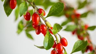 Goji Berry l Goji Berry Benefits l Fruits l Health [upl. by Arno480]