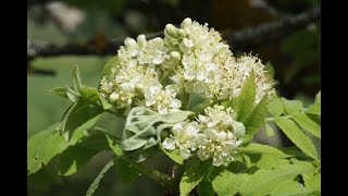 El jerbo o serbal común Sorbus domestica L un árbol olvidado botánica serbal jerbo [upl. by Enieledam]