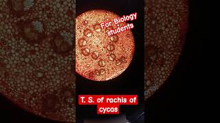 Transverse section of the rachis of Cycas biology laboratory slide [upl. by Vizzone954]