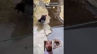 😱 BRIG4 G4LINZÉ VS RATÃO 😱 viralvideo shortvideo galo roça [upl. by Nodnol]