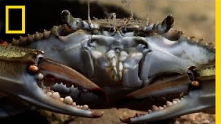 Animal Attack Blue Crab vs Clam  National Geographic [upl. by Bates]