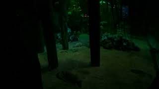 Point Defiance Zoo video 39 5k 30fps 2880p30 [upl. by Rodolfo]