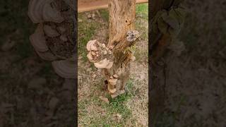 🤩Fungo Orelha de Pau ou Trametes cogumelos fungo naturezaviva [upl. by Lamp]