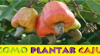 Como Plantar Caju em Vasos pelo método mais fácil [upl. by Wenona]