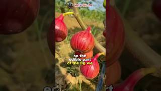 என்னது அத்தி பழம் அசைவமா  Peculiar Fig Fruits  Science Facts shorts short facts science fruit [upl. by Jordain]