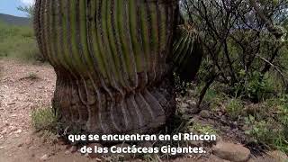 Rincón de las Cactáceas Gigantes en Tierra Blanca  ViveGrandesHistorias [upl. by Wade]