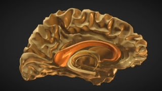 Anatomy of Corpus Callosum of the Brain [upl. by Idner]