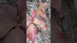 Virginia Creeper Vine plants explore nature shorts trendingshorts viralvideo shortsyoutube [upl. by Johnny538]