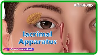 Anatomy of lacrimal apparatus Animation  USMLE Step 1 [upl. by Oramlub135]