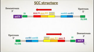 Staphylococcal Chromosomal Cassettes SCCmec [upl. by Laehcym334]